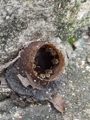 Nannotrigona testaceicornis