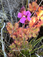 Drosera cuneifolia