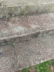 Nannotrigona testaceicornis