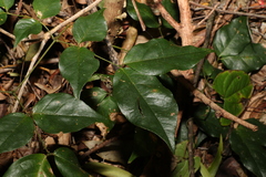 Archidendron grandiflorum