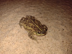 Rhinella dorbignyi