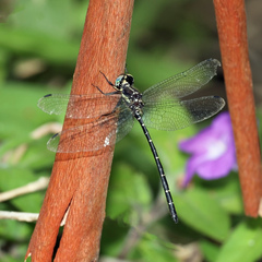 Eusynthemis nigra