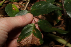 Archidendron grandiflorum
