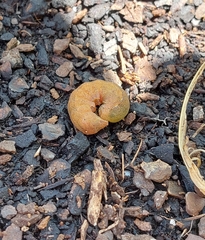 Neumichtis nigerrima