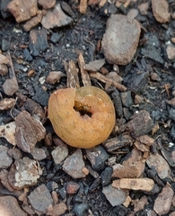 Neumichtis nigerrima