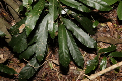 Carronia multisepalea