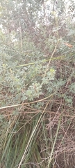 Fabaceae