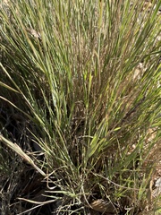 Bromus racemosus