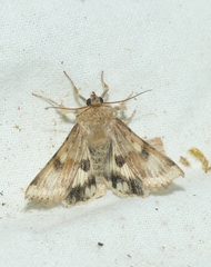 Heliothis viriplaca