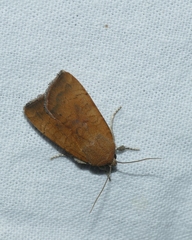 Noctua interjecta