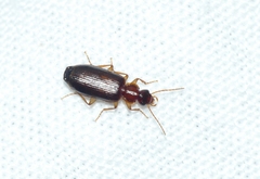 Dromiusina