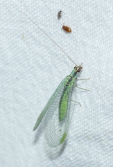 Chrysopa dorsalis