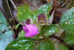 Sarcopyramis napalensis