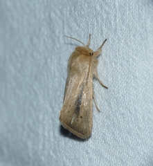 Sesamia nonagrioides