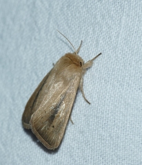 Sesamia nonagrioides