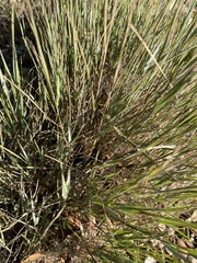 Bromus racemosus