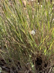 Bromus racemosus