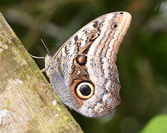 Caligo oileus