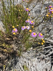 Senecio umbellatus
