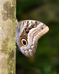 Caligo oileus