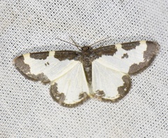 Lomaspilis marginata