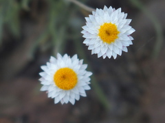 Leucochrysum albicans