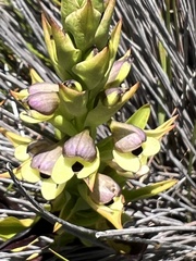 Disa cornuta