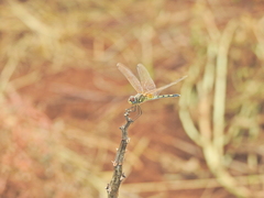 Trithemis pallidinervis