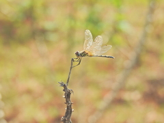 Trithemis pallidinervis