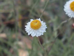 Leucochrysum albicans