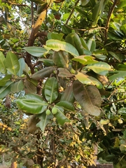 Calophyllum inophyllum