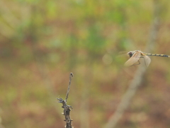 Trithemis pallidinervis