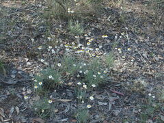 Leucochrysum albicans