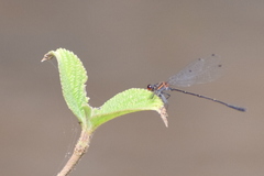 Prodasineura verticalis