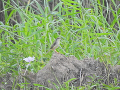 Prinia inornata