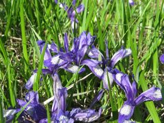 Iris ruthenica