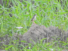 Prinia inornata