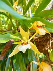 Coelogyne