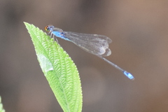 Pseudagrion rubriceps