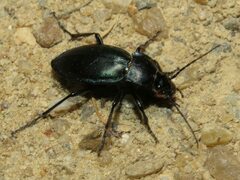 Carabus rothii