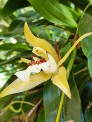 Coelogyne