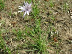 Scorzonera purpurea