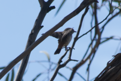 Acanthiza uropygialis