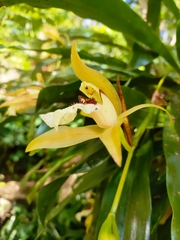 Coelogyne