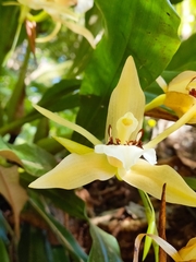 Coelogyne