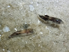Actinopterygii
