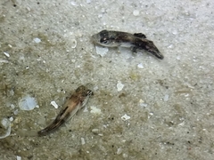 Actinopterygii