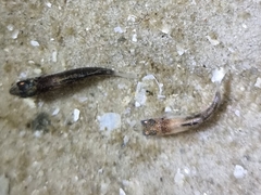 Actinopterygii