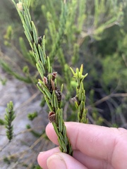 Aotus lanigera