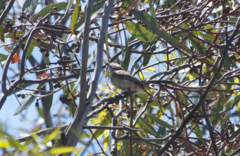 Acanthiza uropygialis